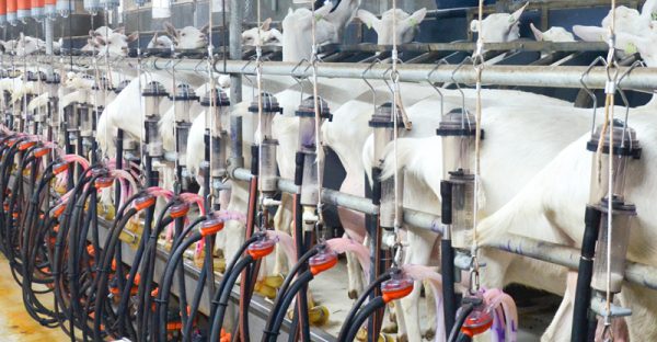Melkcontrole: de kracht van data!